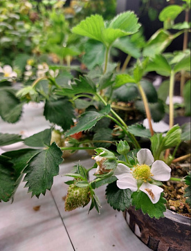 Цифровая Био-лаборатория для выращивания ягод – портал поставщиков НСППО - 4